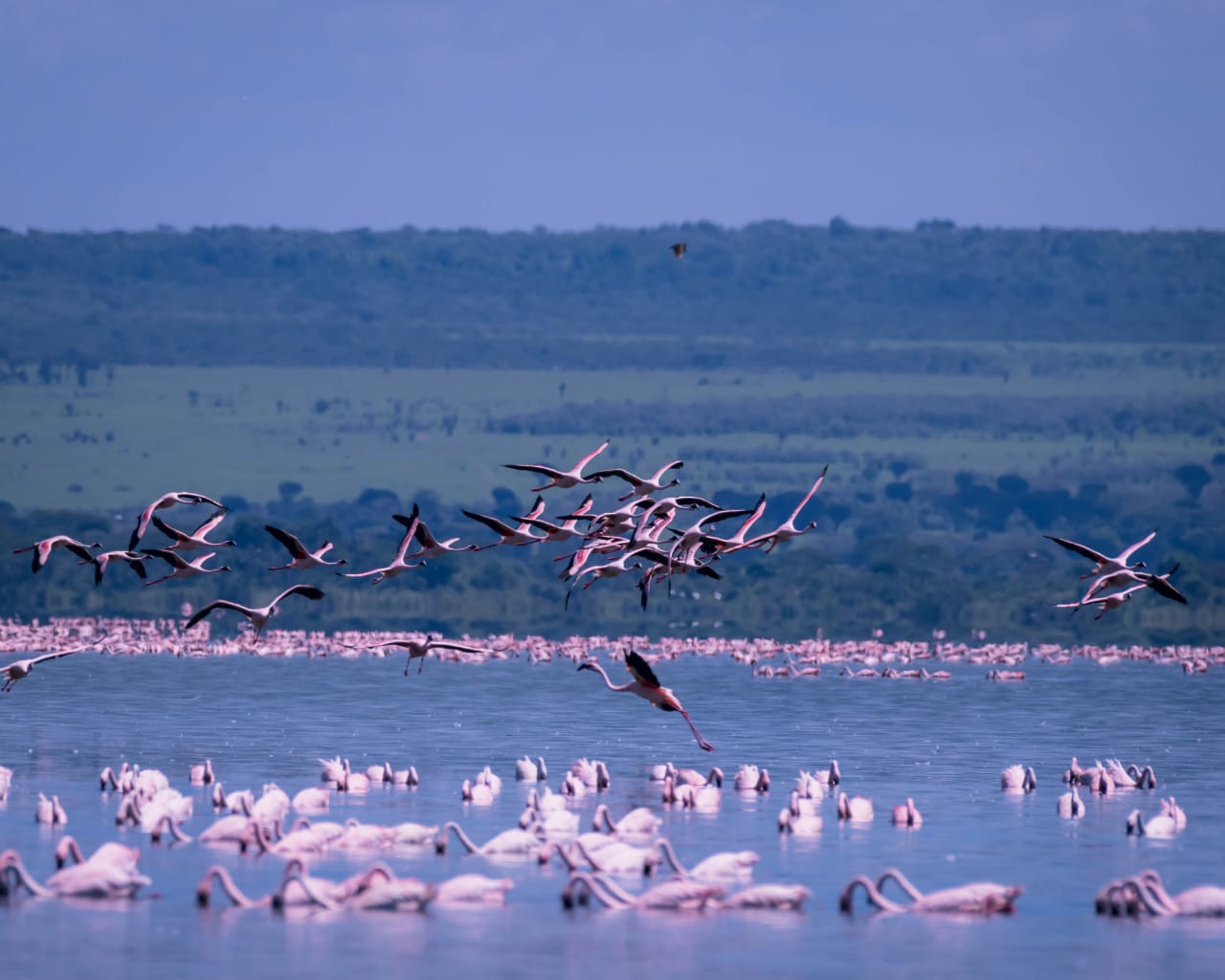 Lake Naivasha