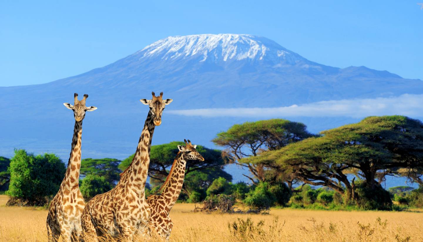 The Great Migration Odyssey
